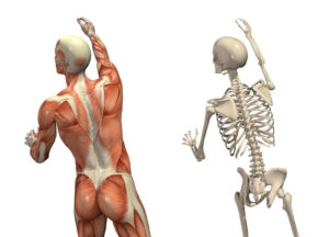 myotherapie